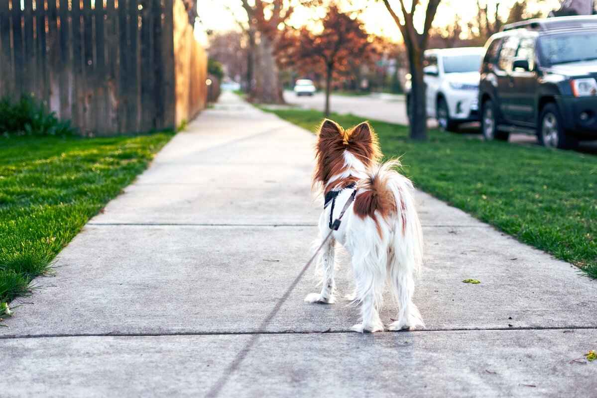 Dogs with Strong Bite Force – What It Means for Owners 1 Understanding Bite Force in Dogs