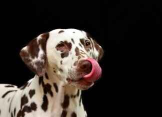 Köpeklerin En Güçlü Isırma Kuvvetine Sahip Irkları – Hangi Irk Zirvede? Köpeklerin En Güçlü Isırma Kuvvetine Sahip Irkları – Hangi Irk Zirvede?