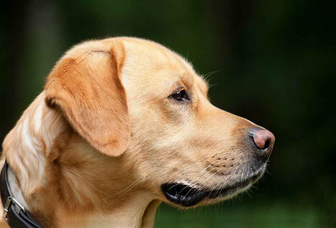 Dogs with the Most Powerful Bite Force – Which Breed Reigns Supreme? 1 Understanding Bite Force in Dogs