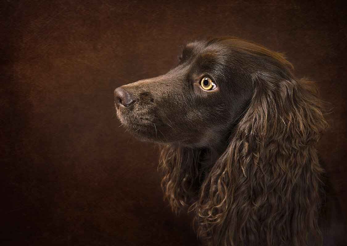 Dogs with the Most Powerful Bite Force – Which Breed Reigns Supreme? 5 Conclusion: The Importance of Responsible Ownership