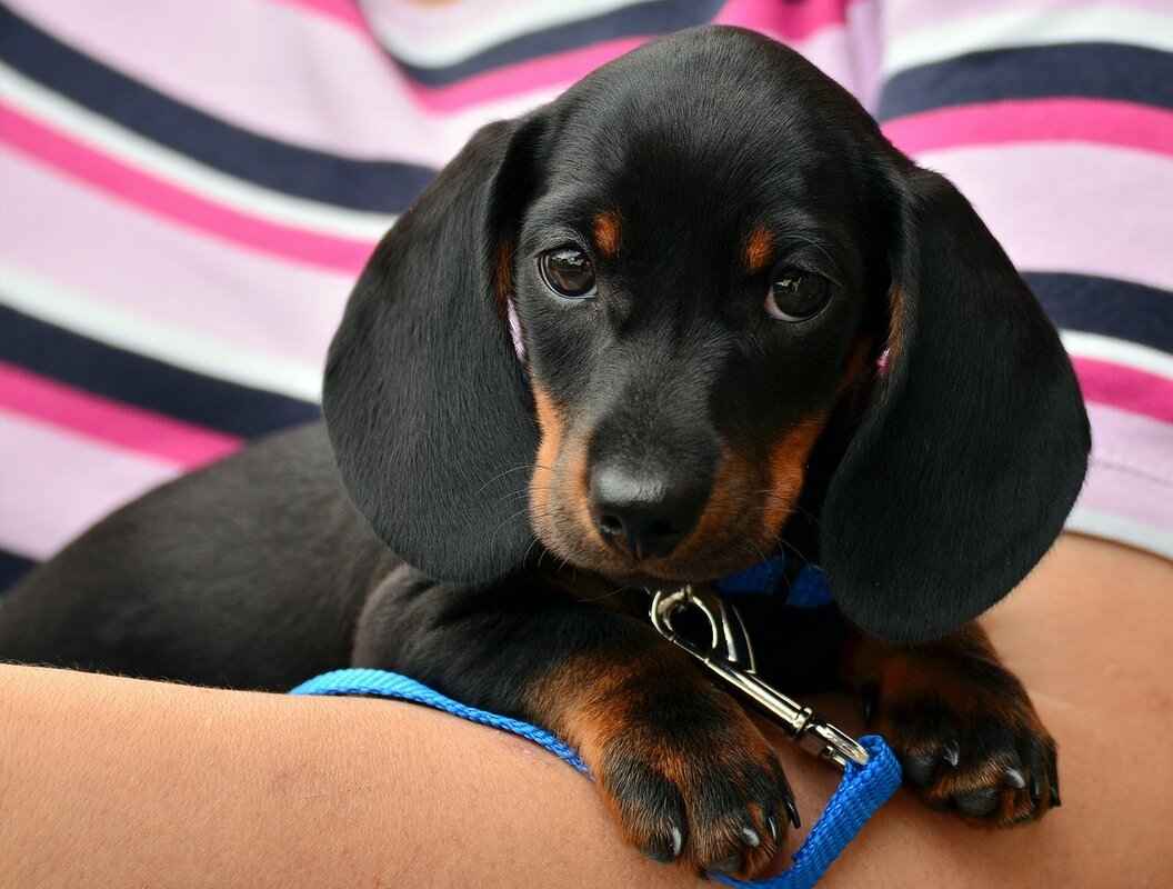 Dogs with the Most Powerful Bite Force – Which Breed Reigns Supreme? 3 Factors Influencing Bite Force