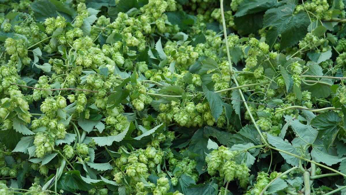 Trends in Domestic Beer: What’s Popular Right Now?