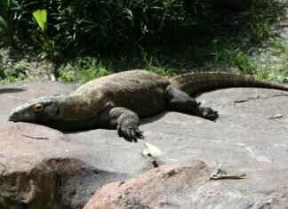 Dragonair Pokémon Best Moves, Strengths, and Competitive Battle Guide Dragonair Pokémon Best Moves, Strengths, and Competitive Battle Guide