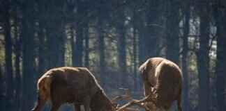 Drapion Pokémon Weaknesses, Best Counters, and Strategies for Ranked Matches Drapion Pokémon Weaknesses, Best Counters, and Strategies for Ranked Matches