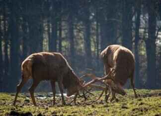 Drapion Pokémon Weaknesses, Best Counters, and Strategies for Ranked Matches Drapion Pokémon Weaknesses, Best Counters, and Strategies for Ranked Matches