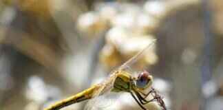 Druddigon Pokémon: Evolution, Strengths, and Best Moveset Druddigon Pokémon: Evolution, Strengths, and Best Moveset