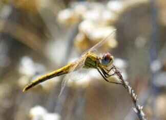 Druddigon Pokémon: Evolution, Strengths, and Best Moveset Druddigon Pokémon: Evolution, Strengths, and Best Moveset