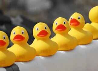 Ducklett Pokémon: Strengths, Best Moves, and Competitive Battle Tips Ducklett Pokémon: Strengths, Best Moves, and Competitive Battle Tips