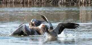 Duraludon Pokémon: Best Moveset, Strengths, and Competitive Play Tips Duraludon Pokémon: Best Moveset, Strengths, and Competitive Play Tips