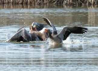 Duraludon Pokémon: Best Moveset, Strengths, and Competitive Play Tips Duraludon Pokémon: Best Moveset, Strengths, and Competitive Play Tips