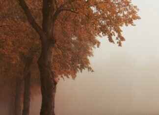 Edible Gold & Silver in Asian Desserts: Tradition or Luxury? Edible Gold & Silver in Asian Desserts: Tradition or Luxury?