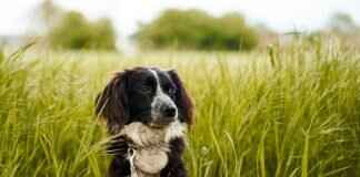 Acil Bakım: Köpeklerin Yılan Isırıkları – Veteriner Yardımı Ne Zaman Alınmalı? Acil Bakım: Köpeklerin Yılan Isırıkları – Veteriner Yardımı Ne Zaman Alınmalı?