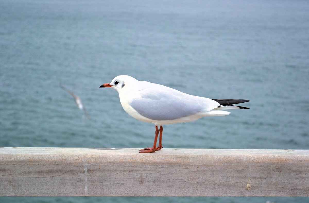 How Did Emma Stone Rise to Fame?