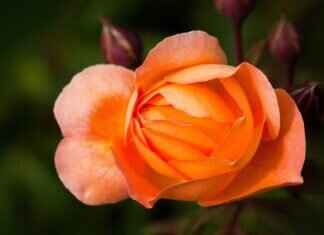 Emma Stone as Gwen Stacy: How She Became a Fan-Favorite in Spiderman Emma Stone as Gwen Stacy: How She Became a Fan-Favorite in Spiderman