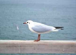 Emma Stone Awards: A Look at Her Journey to the Top Emma Stone Awards: A Look at Her Journey to the Top