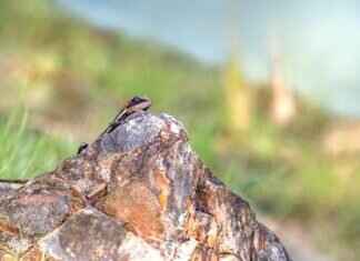 Emma Stone Cruella: The Role That Took Her Career to New Heights Emma Stone Cruella: The Role That Took Her Career to New Heights