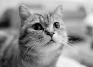 Emma Stone Eyes: What Makes Her Gaze So Mesmerizing in Film and Photos Emma Stone Eyes: What Makes Her Gaze So Mesmerizing in Film and Photos