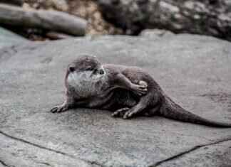 Emma Stone Let’s Dance: Exploring Her Dancing Skills in Film Emma Stone Let’s Dance: Exploring Her Dancing Skills in Film