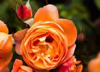 Emma Stone Naked Poor Things: The Controversial Scene You Have to See Emma Stone Naked Poor Things: The Controversial Scene You Have to See