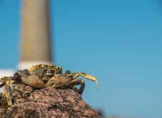 Emma Stone Nude Scene: What to Expect in Her Boldest Performances Emma Stone Nude Scene: What to Expect in Her Boldest Performances