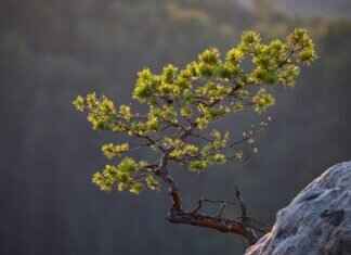 Emma Stone Oscar Speech: The Powerful Words That Left Hollywood Speechless Emma Stone Oscar Speech: The Powerful Words That Left Hollywood Speechless