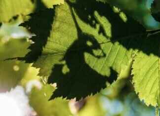 Eva Green on Penny Dreadful: Why the Show Was Special for Her Eva Green on Penny Dreadful: Why the Show Was Special for Her