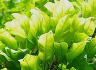 Eva Green’s BAFTA Journey: How She Became a Nominee Eva Green’s BAFTA Journey: How She Became a Nominee