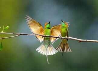 Eva Green’s Contribution to French Cinema Eva Green’s Contribution to French Cinema