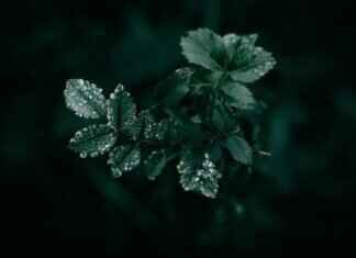 Eva Green’s French Films vs. Hollywood Roles: A Career Comparison Eva Green’s French Films vs. Hollywood Roles: A Career Comparison