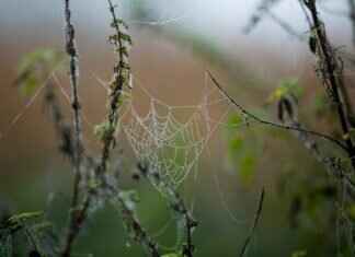 Eva Green’s Most Critically Acclaimed Performances Eva Green’s Most Critically Acclaimed Performances