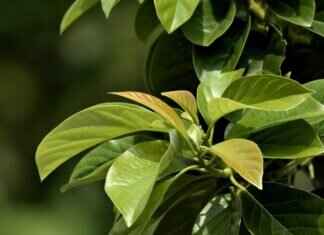 Eva Green’s Most Prestigious Acting Nominations Eva Green’s Most Prestigious Acting Nominations