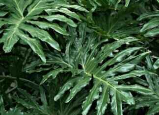 Eva Green’s Most Significant Career Achievements Eva Green’s Most Significant Career Achievements