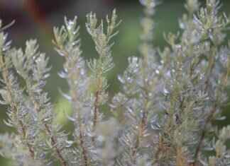 Eva Green’s Top 10 Movie Roles: Ranked by Fans and Critics Eva Green’s Top 10 Movie Roles: Ranked by Fans and Critics