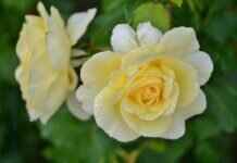 Eva Green’s Voice Acting Career: Hidden Gems You Didn’t Know About Eva Green’s Voice Acting Career: Hidden Gems You Didn’t Know About