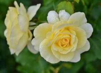 Eva Green’s Voice Acting Career: Hidden Gems You Didn’t Know About Eva Green’s Voice Acting Career: Hidden Gems You Didn’t Know About