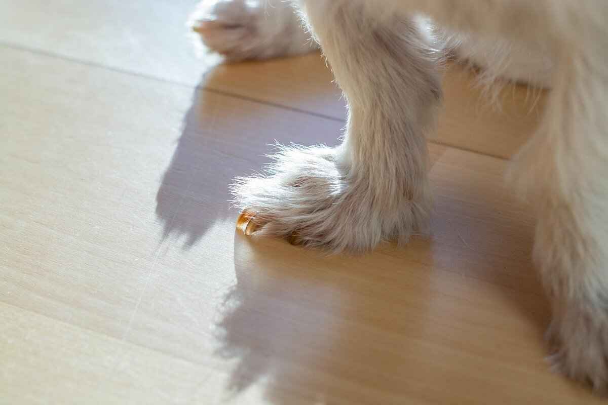 Who is Everest in Paw Patrol?