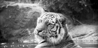 Everything You Need to Know About Mamata Banerjee’s Impact on West Bengal Everything You Need to Know About Mamata Banerjee’s Impact on West Bengal