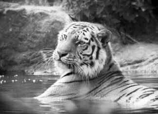 Everything You Need to Know About Mamata Banerjee’s Impact on West Bengal Everything You Need to Know About Mamata Banerjee’s Impact on West Bengal