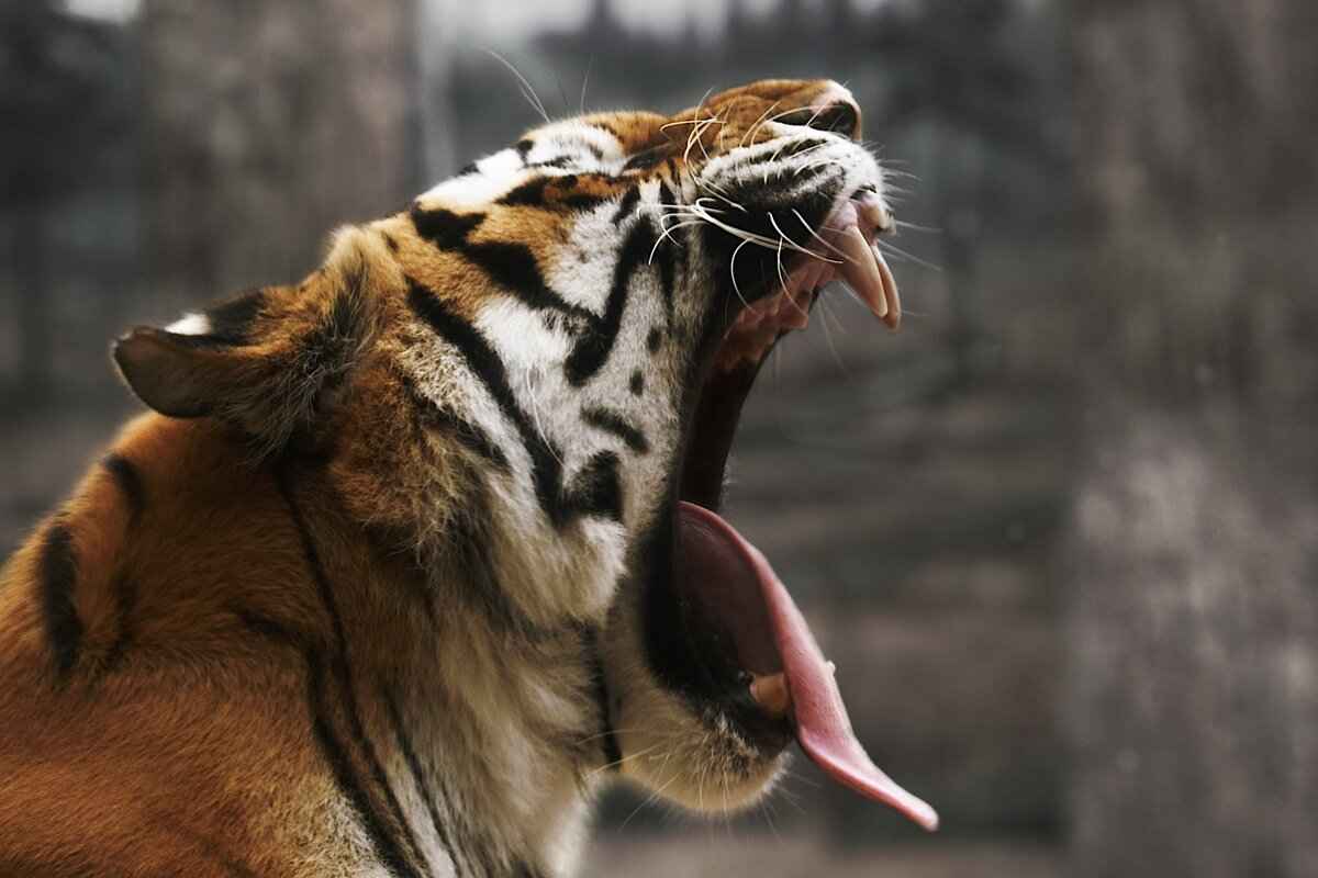 Political Challenges and Opposition