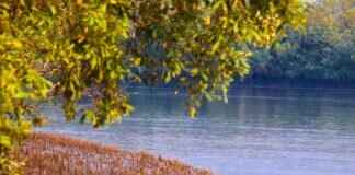 Everything You Need to Know About the Sundarbans and Its Tigers Everything You Need to Know About the Sundarbans and Its Tigers