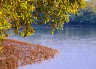 Everything You Need to Know About the Sundarbans and Its Tigers Everything You Need to Know About the Sundarbans and Its Tigers