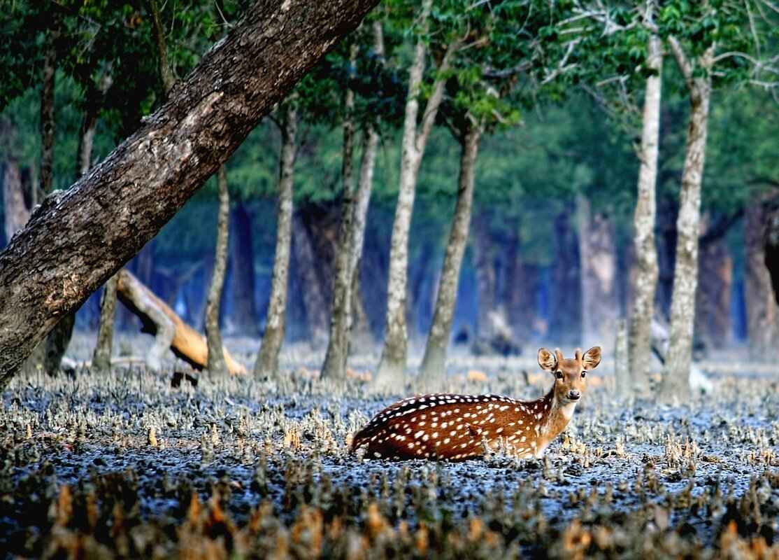 The Importance of the Sundarbans Ecosystem