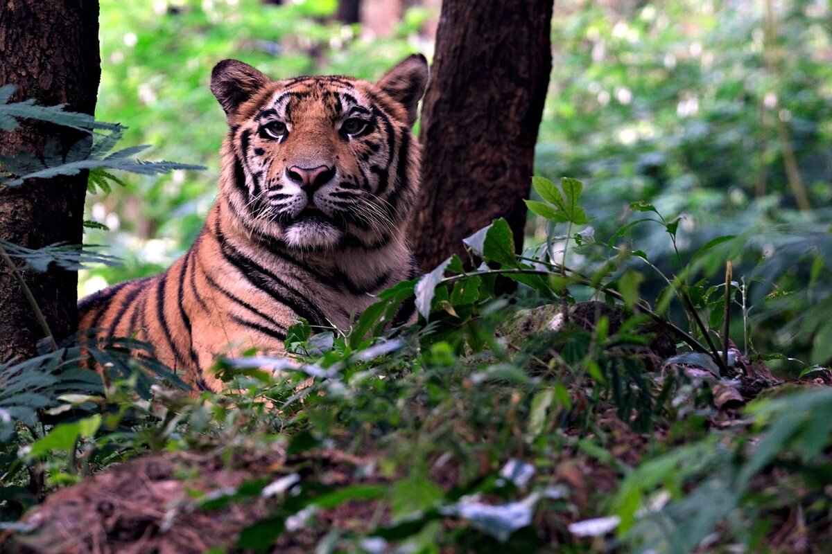 The Bengal Tiger: A Symbol of the Sundarbans