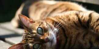 Everything You Need to Know About West Bengal Lottery and Its Impact Everything You Need to Know About West Bengal Lottery and Its Impact