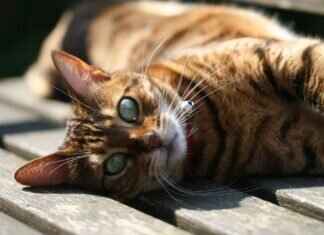 Everything You Need to Know About West Bengal Lottery and Its Impact Everything You Need to Know About West Bengal Lottery and Its Impact