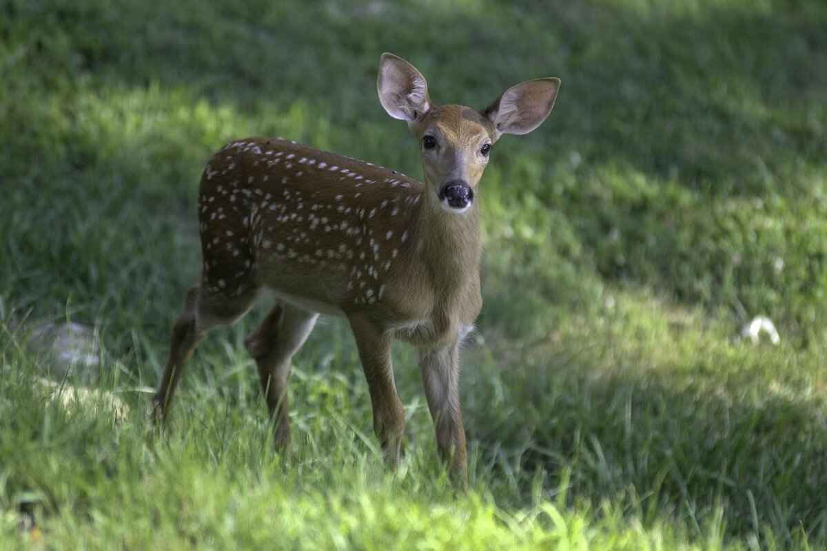 Exploring Lataguri, West Bengal: A Hidden Gem for Nature Lovers 10 10. Local Markets and Shopping