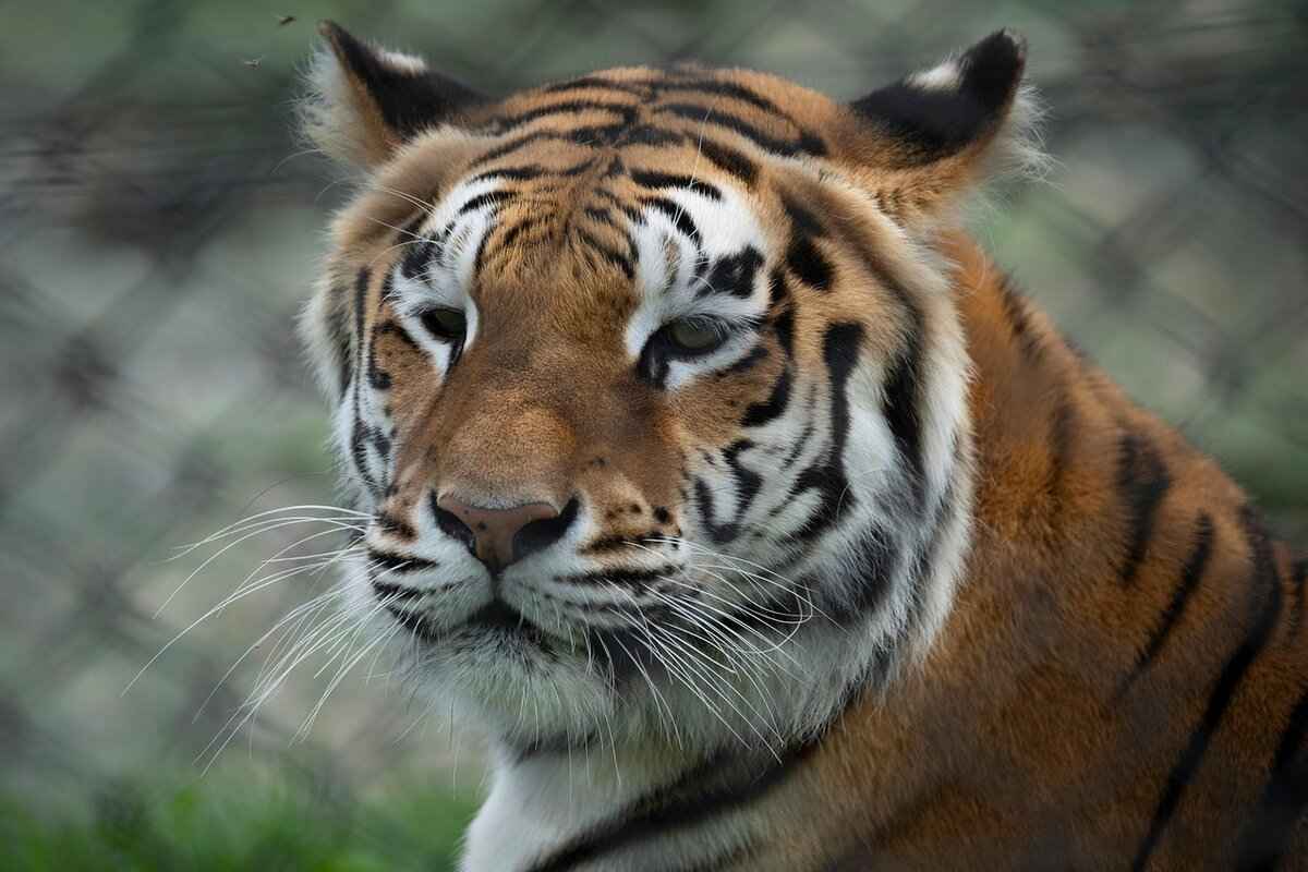 Exploring Lataguri, West Bengal: A Hidden Gem for Nature Lovers 11 11. Nearby Attractions to Explore