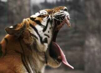 Exploring the Majestic Hill Stations of West Bengal Exploring the Majestic Hill Stations of West Bengal