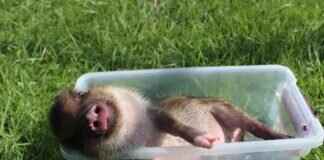 FaiiryQuadMother OnlyFans: Behind the Paywall Content & OnlyFans Leaks FaiiryQuadMother OnlyFans: Behind the Paywall Content & OnlyFans Leaks