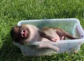 FaiiryQuadMother OnlyFans: Behind the Paywall Content & OnlyFans Leaks FaiiryQuadMother OnlyFans: Behind the Paywall Content & OnlyFans Leaks